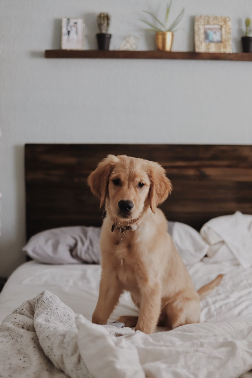 puppy