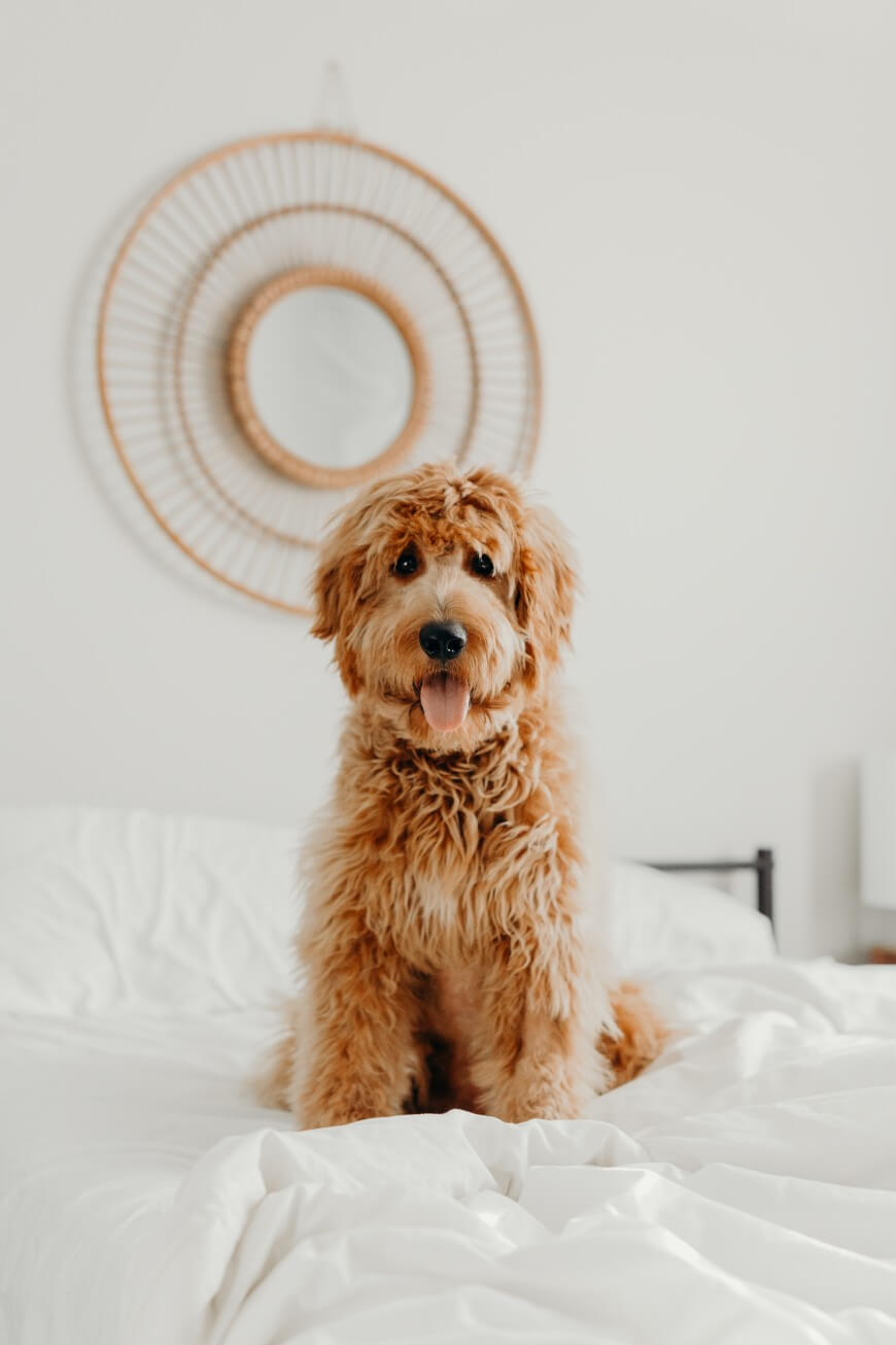 brown dog on bed