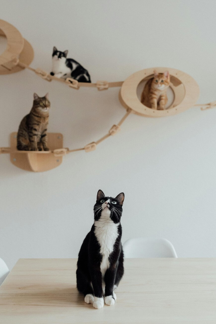 cats on cat tree
