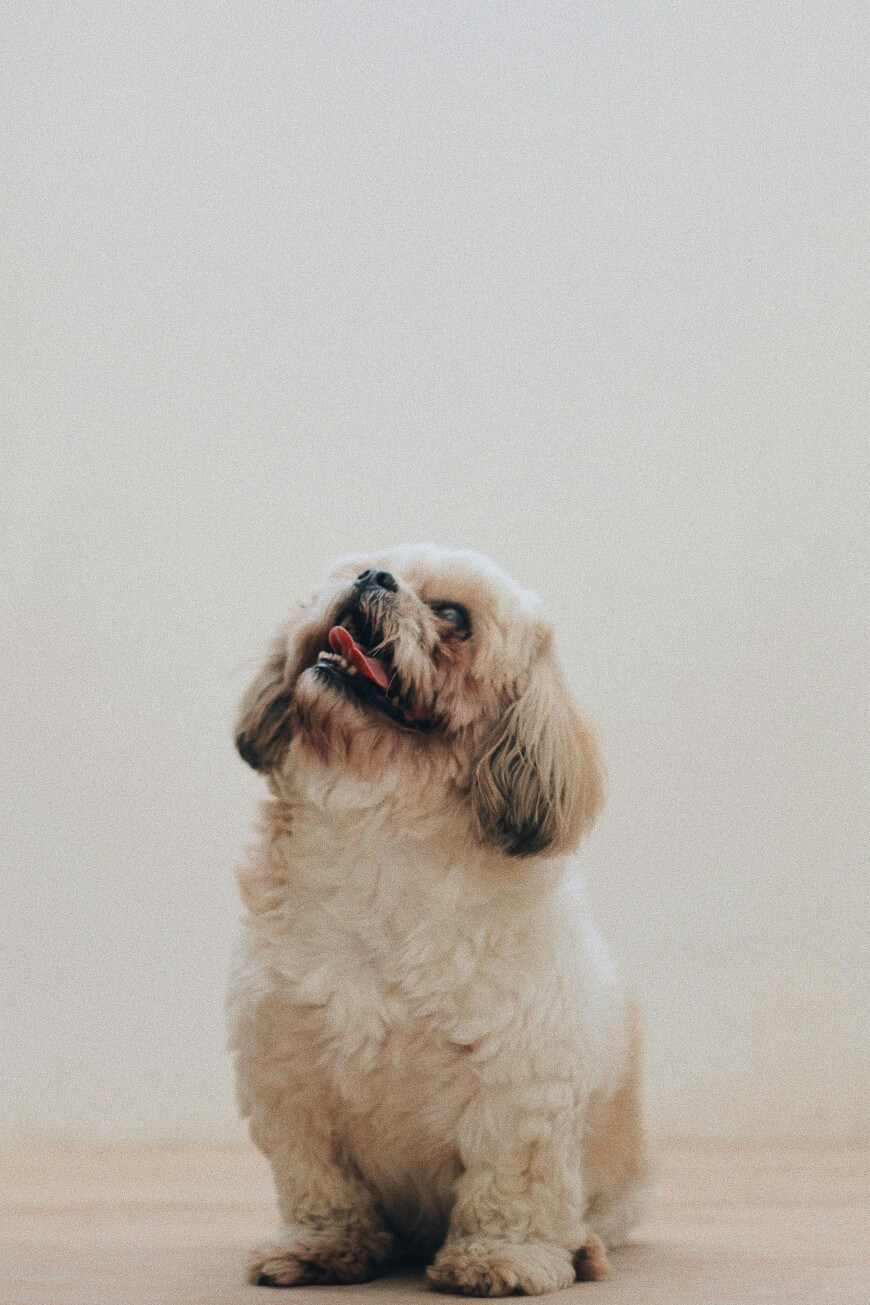 small dog