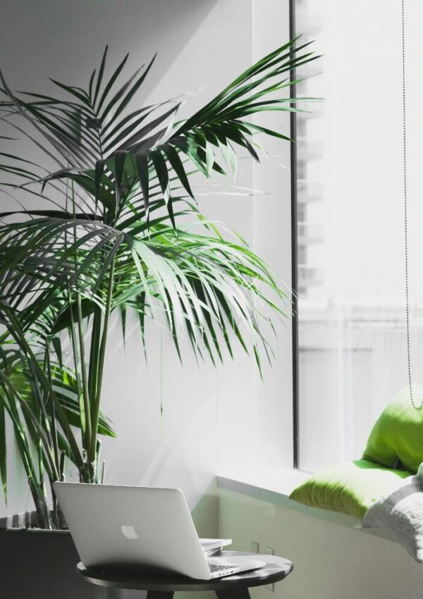 laptop and plants