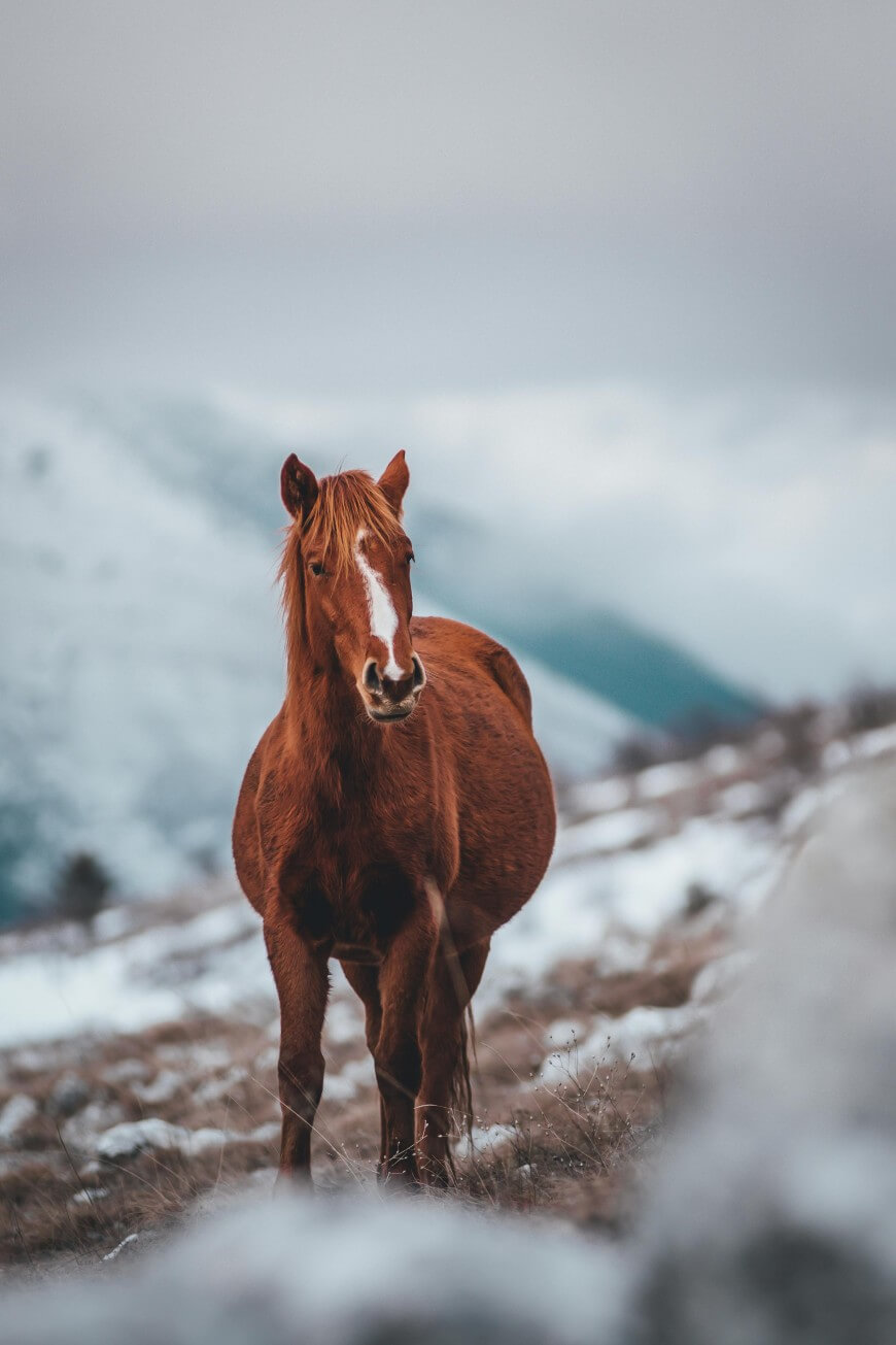 brown horse
