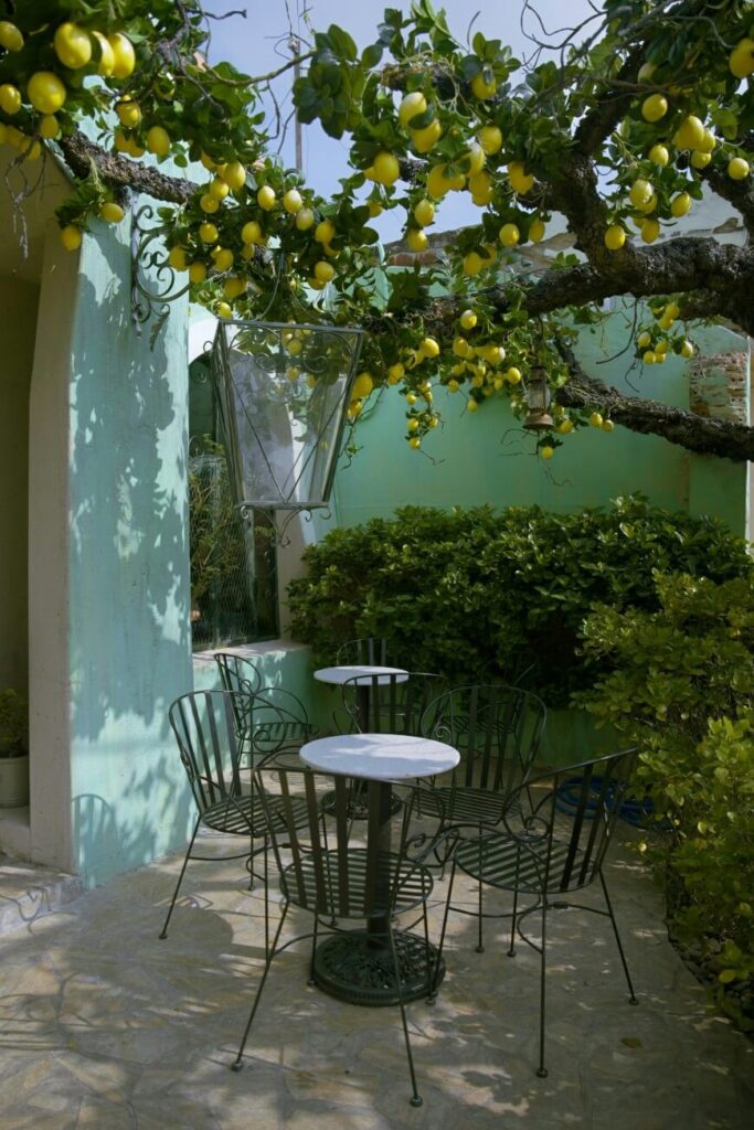 A patio with round white tables and black metal chairs sits beneath a leafy lemon tree laden with ripe lemons, next to pastel green walls and lush green bushes on a sunny day.
