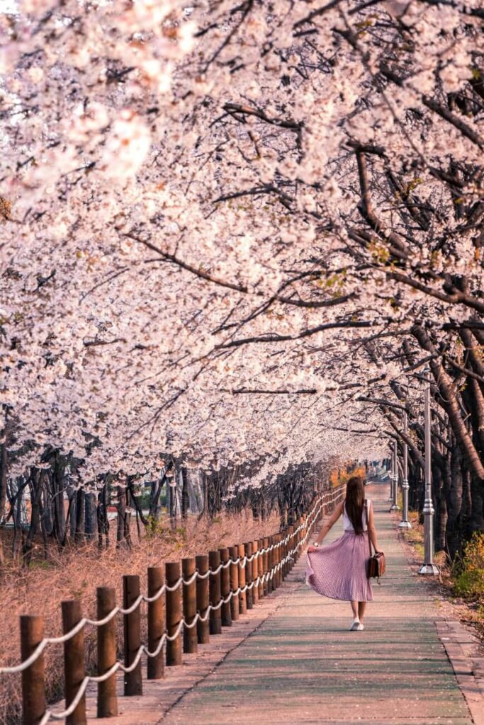 A woman in a pink dress walks down a path lined with blooming cherry blossom trees, their branches arching overhead and petals scattered on the ground.