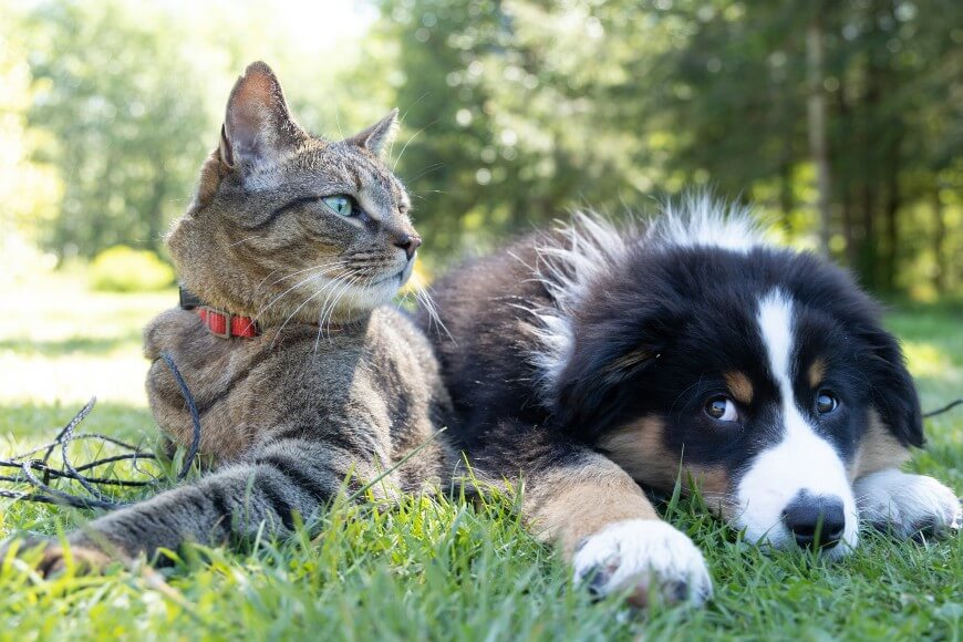 A tabby cat with a red collar sits on grass next to a fluffy black, white, and brown puppy lying down. Both animals look relaxed in a sunlit outdoor setting with trees in the background.