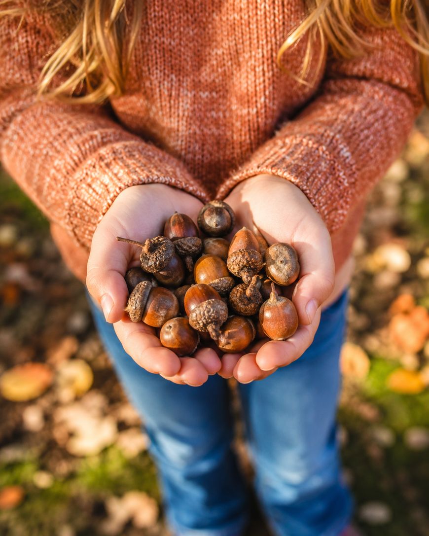 A child wearing a rust-colored sweater holds a handful of acorns outdoors.