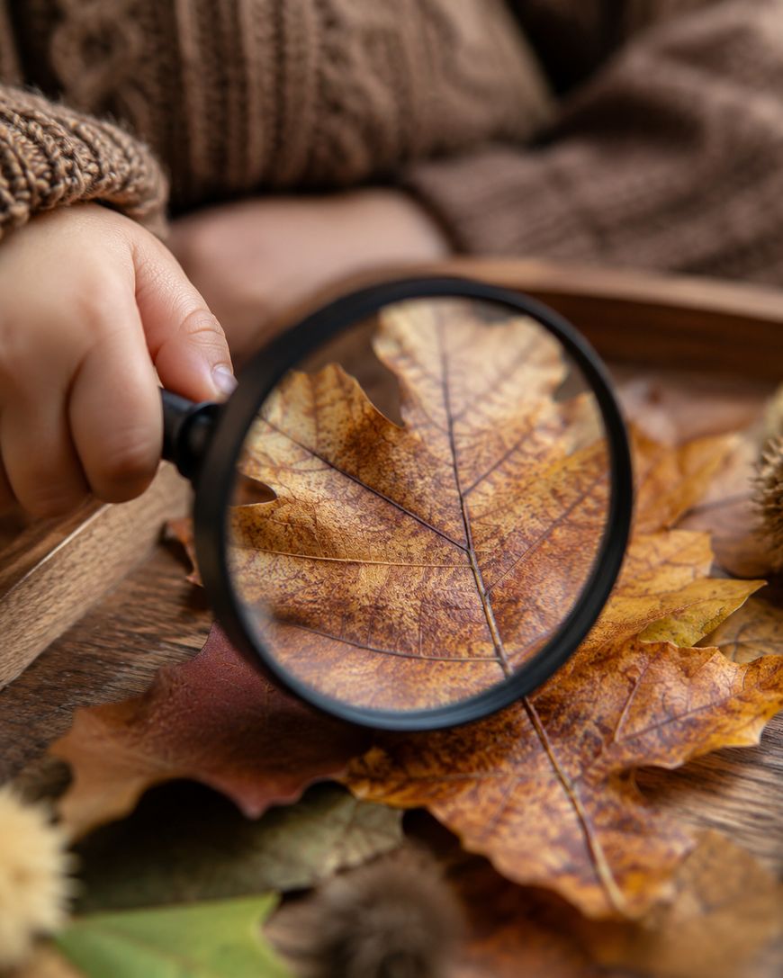 A child's hand holds a magnifying glass over a dried autumn leaf, magnifying its veins.