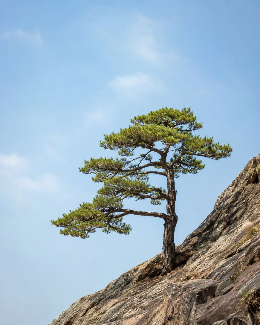 A solitary pine tree grows at an angle from a rocky mountainside