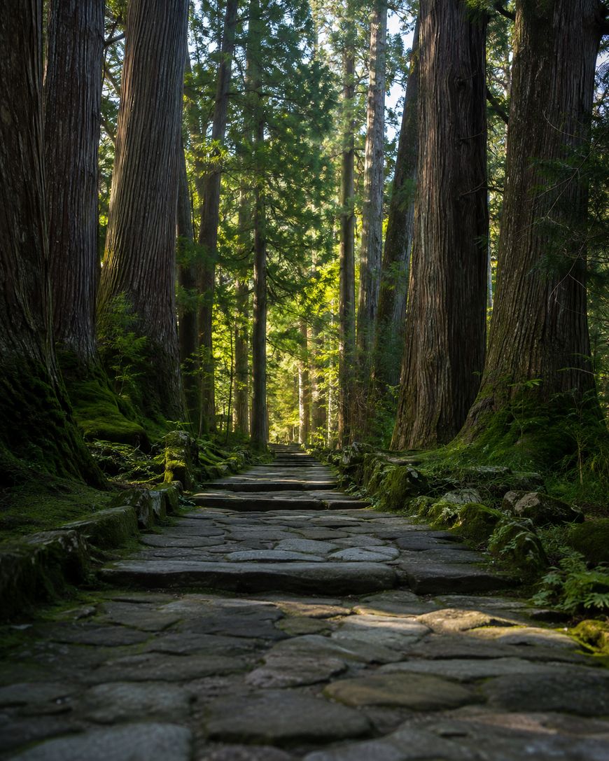 A stone path winds through a dense forest of tall straight trees