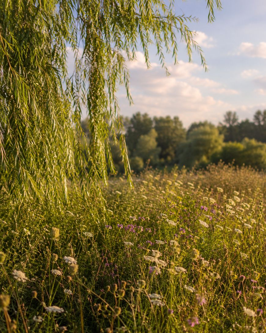 Sunlit field with wildflowers and tall grasses, with willow tree branches hanging in the foreground. Trees in the background under a partly cloudy sky.