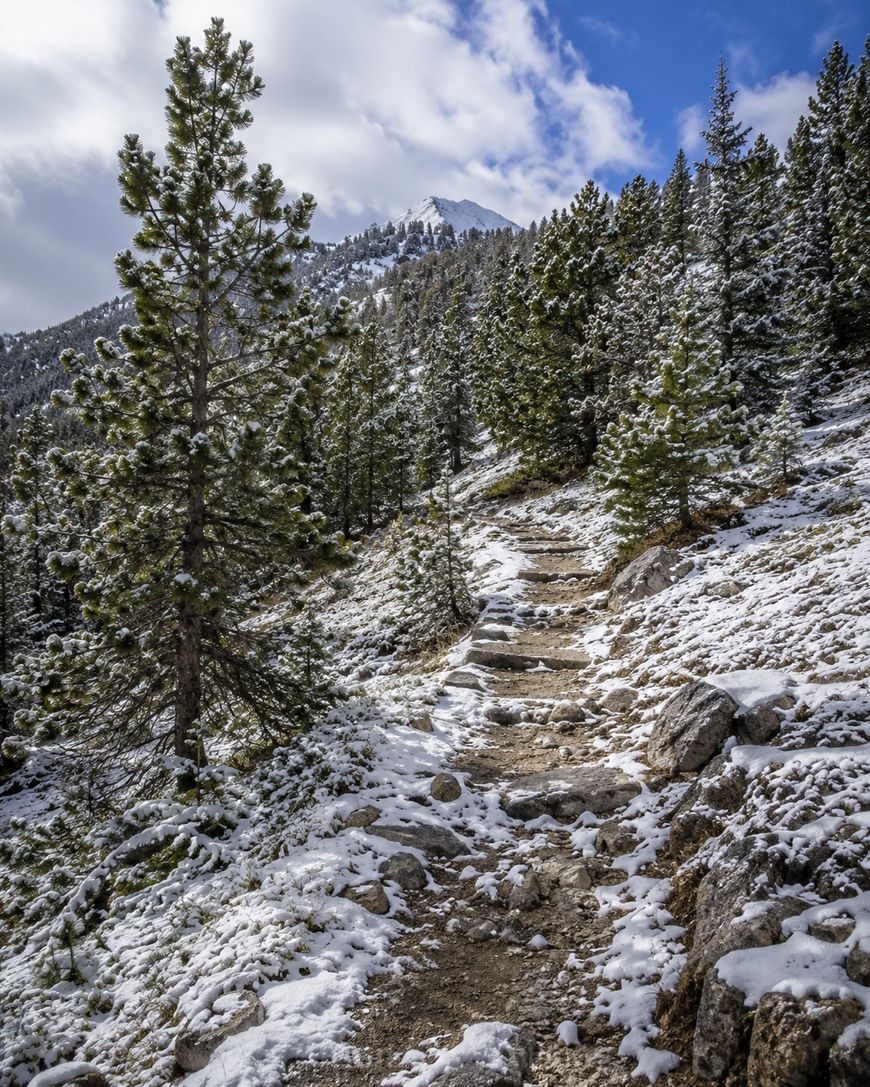 A rocky mountain trail winds uphill through snow-dusted pine trees under a partly cloudy sky, with a distant snowy peak visible in the background.
